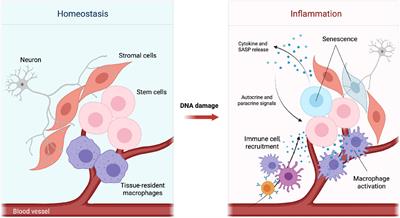 DNA Damage-Induced Inflammatory Microenvironment and Adult Stem Cell Response